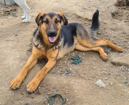 Asteris, geb. ca. 01/2022, lebt in GRIECHENLAND, im städt. Tierheim Serres