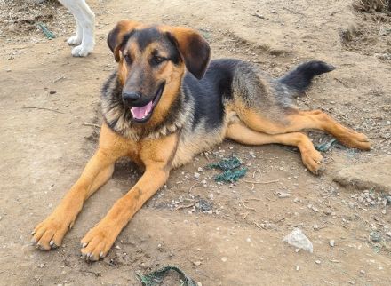 Asteris, geb. ca. 01/2022, lebt in GRIECHENLAND, im städt. Tierheim Serres