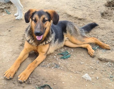 Asteris, geb. ca. 01/2022, lebt in GRIECHENLAND, im städt. Tierheim Serres