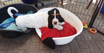 Basset Hound Welpen