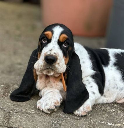 Basset Hound Welpen