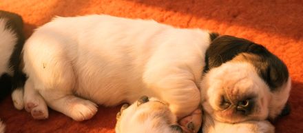 Basset Hound Welpen