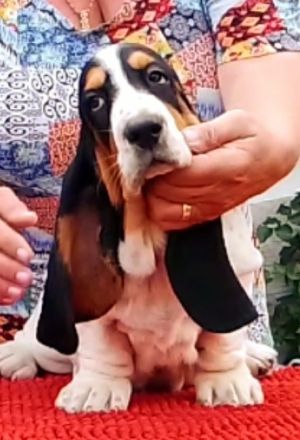 Basset Hound Welpen