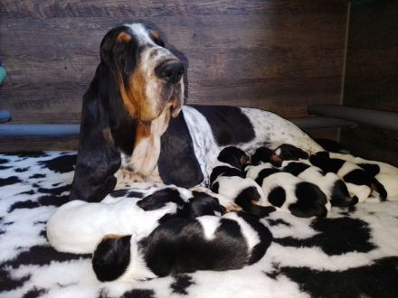Basset Hound Welpen