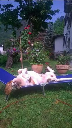Basset Hound Welpen