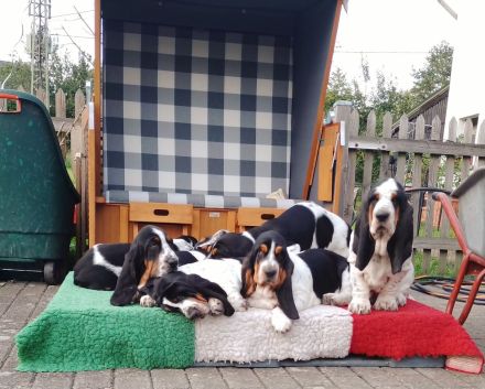 Basset Hound Welpen