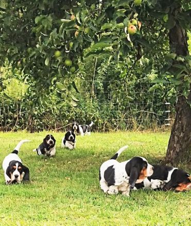Basset Hound Welpen