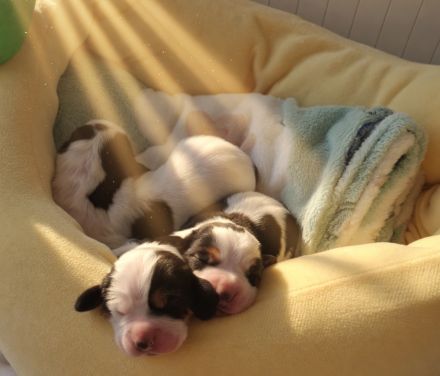 Basset Hound Welpen