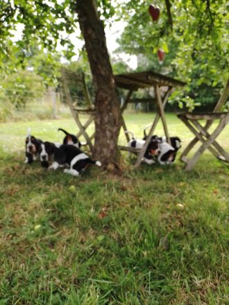 Basset Hound Welpen
