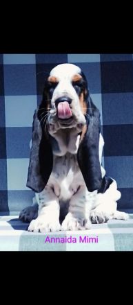 Basset Hound Welpen