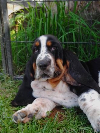 Basset Hound Welpen