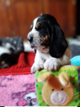 Basset Hound Welpen