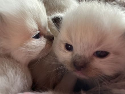 Ragdoll Kitten suchen ein liebevolles Zuhause auf Lebenszeit