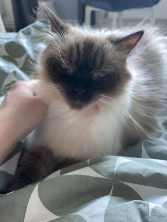 Ragdoll Kitten suchen ein liebevolles Zuhause auf Lebenszeit