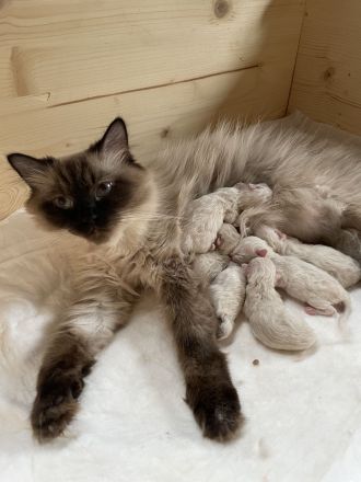 Ragdoll Kitten suchen ein liebevolles Zuhause auf Lebenszeit