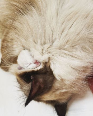 Ragdoll Kitten suchen ein liebevolles Zuhause auf Lebenszeit