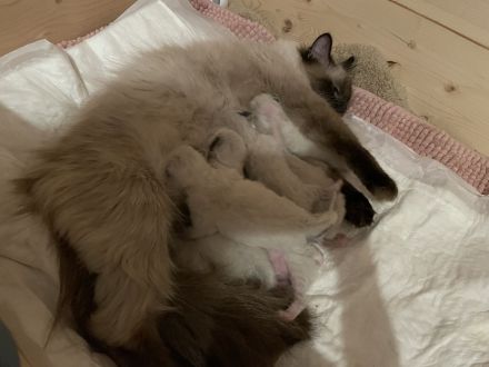 Ragdoll Kitten suchen ein liebevolles Zuhause auf Lebenszeit