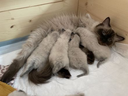 Ragdoll Kitten suchen ein liebevolles Zuhause auf Lebenszeit