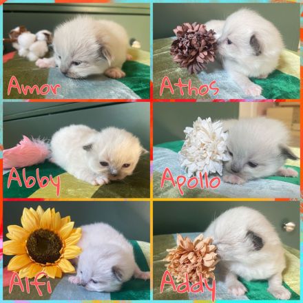 Ragdoll Kitten suchen ein liebevolles Zuhause auf Lebenszeit