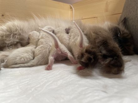 Ragdoll Kitten suchen ein liebevolles Zuhause auf Lebenszeit
