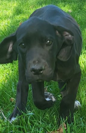 Deutsche Dogge Welpen