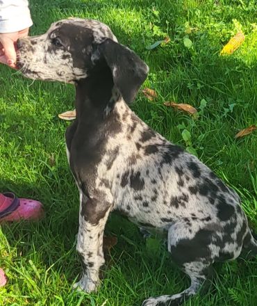 Deutsche Dogge Welpen