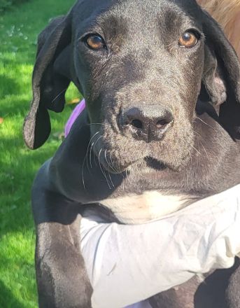 Deutsche Dogge Welpen