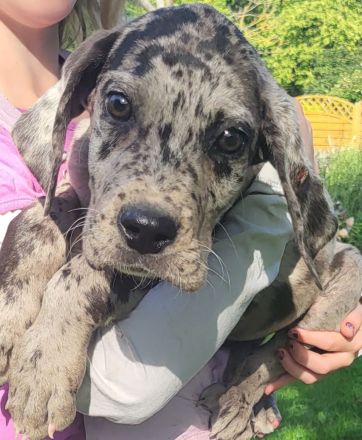 Deutsche Dogge Welpen