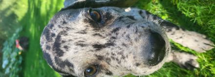 Deutsche Dogge Welpen