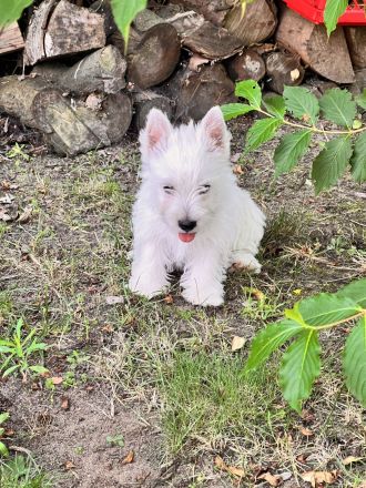 West Highland White Terrier