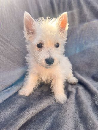 West Highland White Terrier