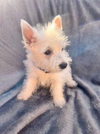 West Highland White Terrier