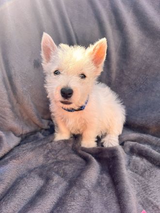 West Highland White Terrier