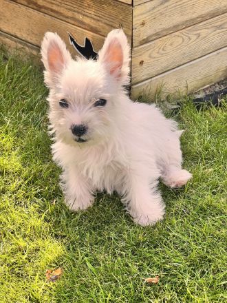 West Highland White Terrier
