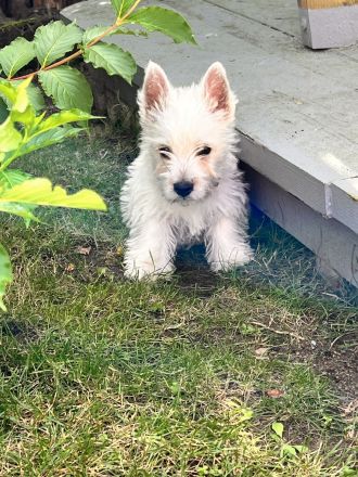 West Highland White Terrier