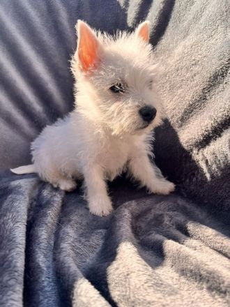 West Highland White Terrier