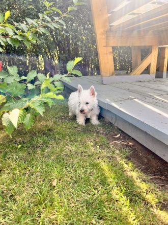 West Highland White Terrier