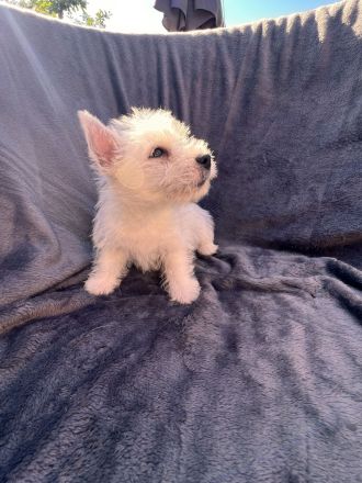West Highland White Terrier