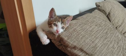 Katzen Kitten suchen ein Zuhause