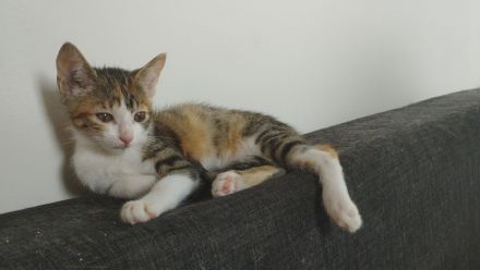 Katzen Kitten suchen ein Zuhause