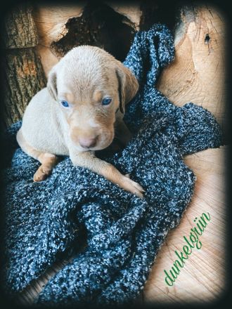 Reinrassige Weimaraner Welpen