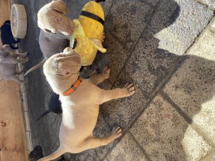 Reinrassige Weimaraner Welpen