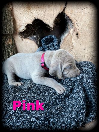 Reinrassige Weimaraner Welpen