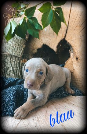 Reinrassige Weimaraner Welpen
