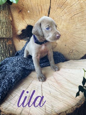 Reinrassige Weimaraner Welpen