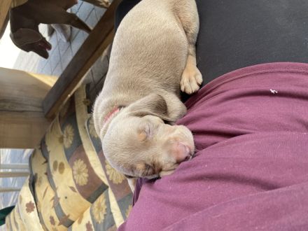 Reinrassige Weimaraner Welpen