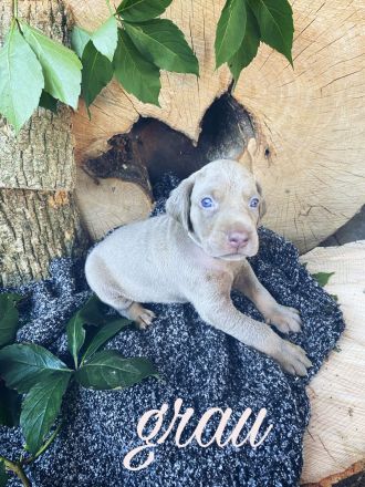 Reinrassige Weimaraner Welpen
