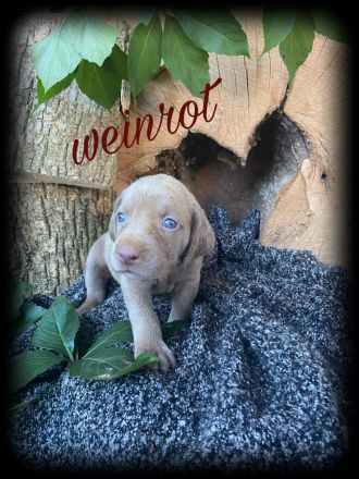 Reinrassige Weimaraner Welpen