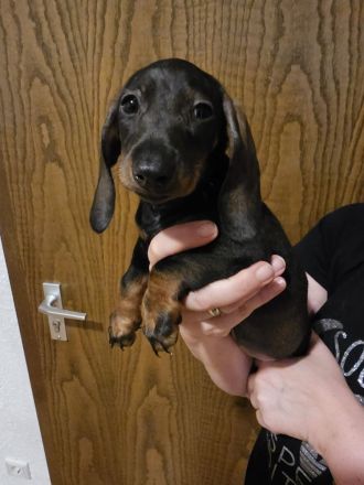 Zwergdackel Kaninchendackel Welpen