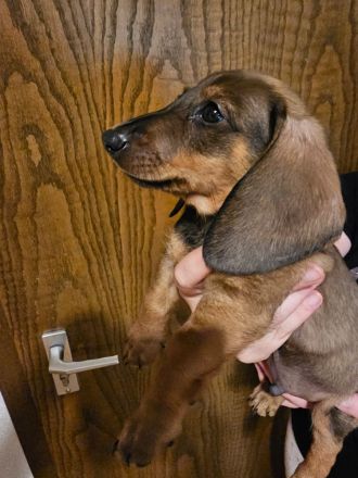 Zwergdackel Kaninchendackel Welpen